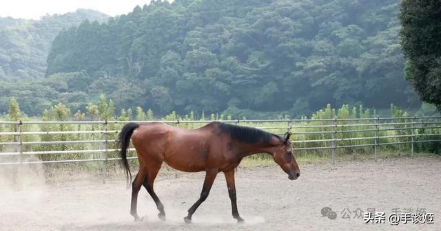 开云体育下载APP-赛马界知名赛马乌拉拉去世